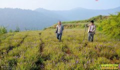 2016����ֲʲôҩ����׬Ǯ