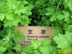 [�Ƽ�Է]�һش�˵�еľżⰬ��