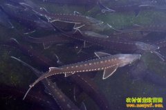 [ũ�����]����������-������ѭ��ˮ�����㼼��