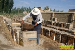 ���ϳ�ɳ�м��������ı������¸���