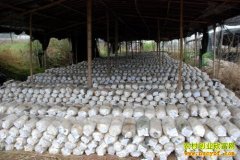 �½�������������ֲСĢ�������¸�ɡ��