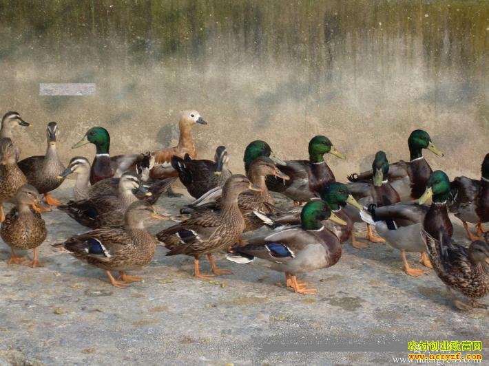 ɽ����̨���ζ�÷ѱ��ҰѼ���������¸�æ