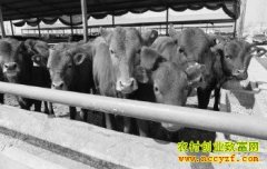 ������ţ׬Ǯ��2016����ţǰ�����忴��