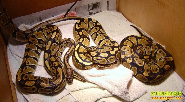 �㽭���ºη�����̭С�������¸�