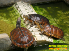 [ÿ��ũ��]���㻪����ǿ��ֳʯ�겻���˲�ʶ