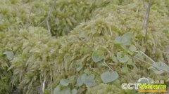 [��ɫʱ��]��̿޺��ֲ�����ݹ��������̦޺��������Ǯ��