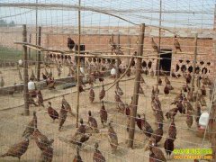 ���ջ���˶ʿ��������ֳɽ����ҵ�¸�