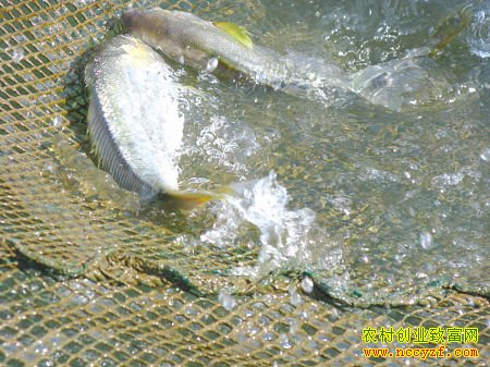 [ũ�����]�����ķ���������Ƶ