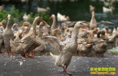 [ÿ��ũ��]�ҳ��з���ܺ�Ѽ����ͣ