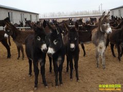 ��¿׬Ǯ�𣺴����������� ��ֳ��¿�С�Ǯ����