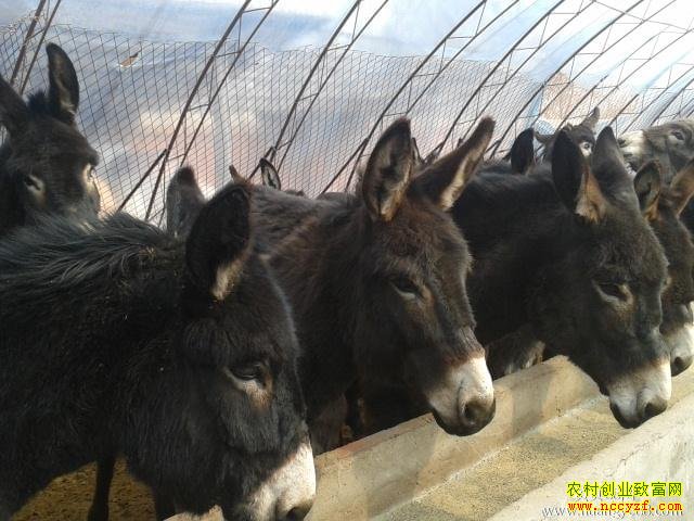 ��¿׬Ǯ�𣺴����������� ��ֳ��¿�С�Ǯ����