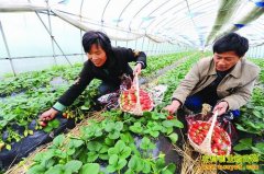 �Ĵ�����κ�������ֲ�ݮ���¸�