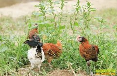 [�Ƽ�Է]�����򽭱�����ݵ�����������������̬����