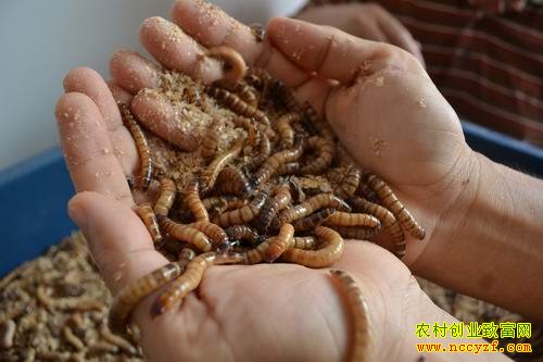 ɽ�����������ֳ�Ʒ۳���ũ�¸�