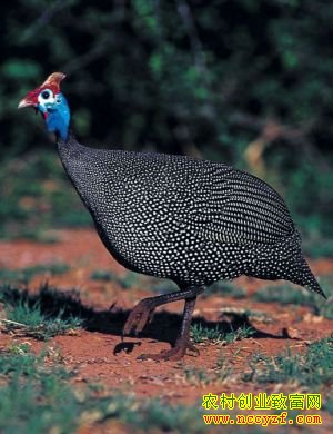 ����᰸�����������ֳ�������鼦�Ŀ��¸���