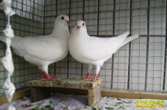 ����������׬Ǯ��2016�������ֳǰ������