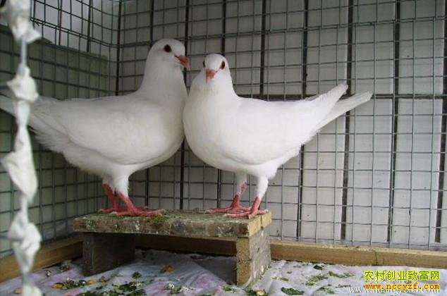 ����������׬Ǯ��2016�������ֳǰ������