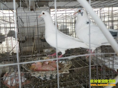 ����������׬Ǯ��2016�������ֳǰ������