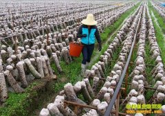 [ÿ��ũ��]ˮ�����ﳤ����ľ��