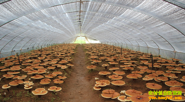 ��򱱳������������֥��ƽ����ֲ�¸���