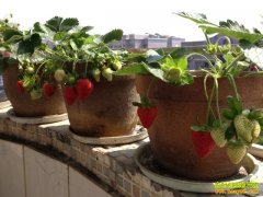 �����ϴ���ʤ�����Բ�ݮĶ׬4��Ԫ