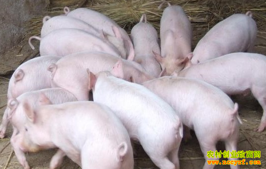 2016�������۸�����Ԥ�⣺����ά��16-17Ԫ/����