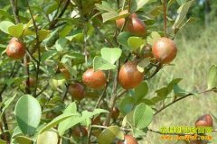 ����Т�����ܳ���ֲ�Ͳ������¸�����