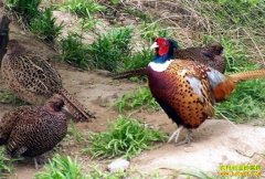 �����趨����ֳ��ֻҰ��������·