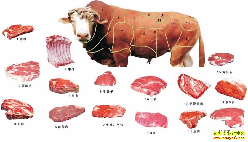 [ũ�����]��ţ�ľ�ϸ�ָ����Ƶ