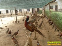 ��ֳ�¸���Ŀ�������ֵ�Ұ�����ú����۸�