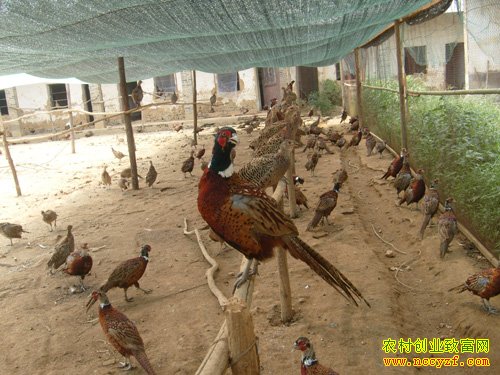 �¸��ð���������ѧ���� Ұ�����ú�