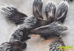 ������׬Ǯ�𣺺�����ֳЧ�����