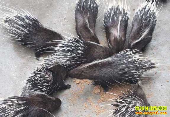 ������׬Ǯ�𣺺�����ֳЧ�����