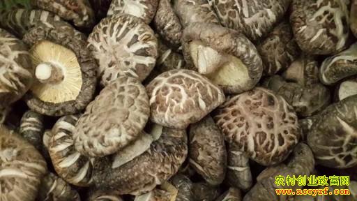 ������ұ80������ѧ���ֻ�����ũ�¸�