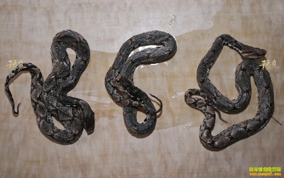 ������Ұ������������׬����Ԫ