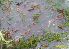 ����ͭ��������Ȫˮ��ֳС��Ϻ���¸�