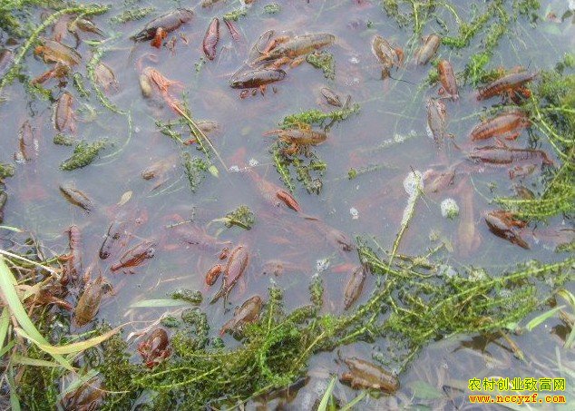 ����ͭ��������һ����Ȫˮ ����С��Ϻ