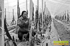 �����ϴ�����Ȩ��ֲ���Ļ�����Ķ����9��Ԫ