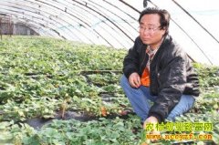 ɽ�������������¼����ֲ�ݮÿ������6��Ԫ