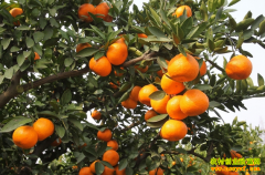 ����ǭ���³��������ָ���4Ķ����6��Ԫ