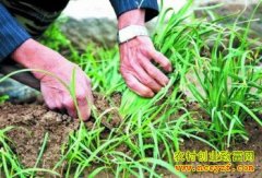 ����²˺�������Ÿ߲�׬Ǯ��