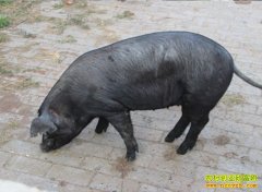 [ũ�����]��������ֳ������Ƶ