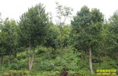 [ũ�����]��������ֲ������Ƶ