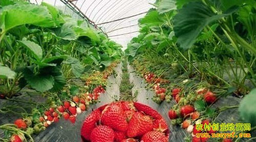 [�Ƽ�Է]����ֲ�ݮ ��ũ�����ַ�