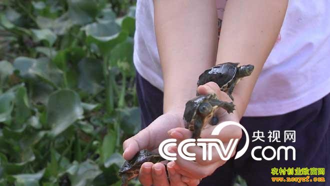 [�¸���]�����Ͳ������򡰹�ա����귢���