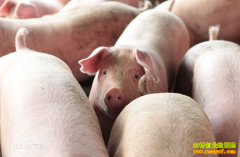 ���������ĸ�׬Ǯ������ӯ�������� ͬ����ֳ������