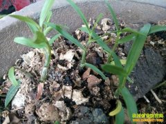 [�Ƽ�Է]С�����˹���ֲ������Ƶ