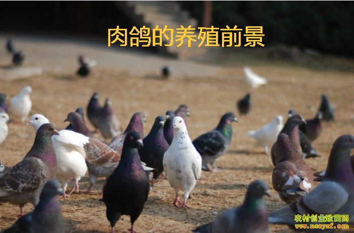 �����ֳǰ������