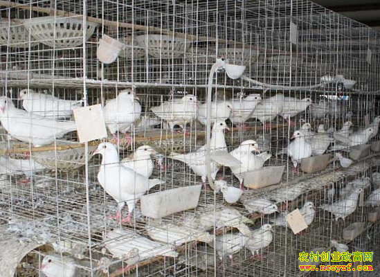 ��С�������ֳ�¸�����