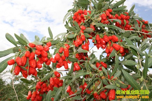 ����ɽ������ֲ��������¸�·